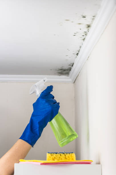 Best Attic Mold Remediation in Tillson, NY